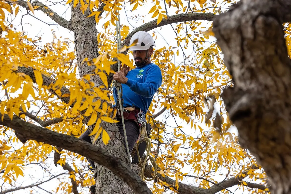 Skilled Tree Planing crew working in Oriental